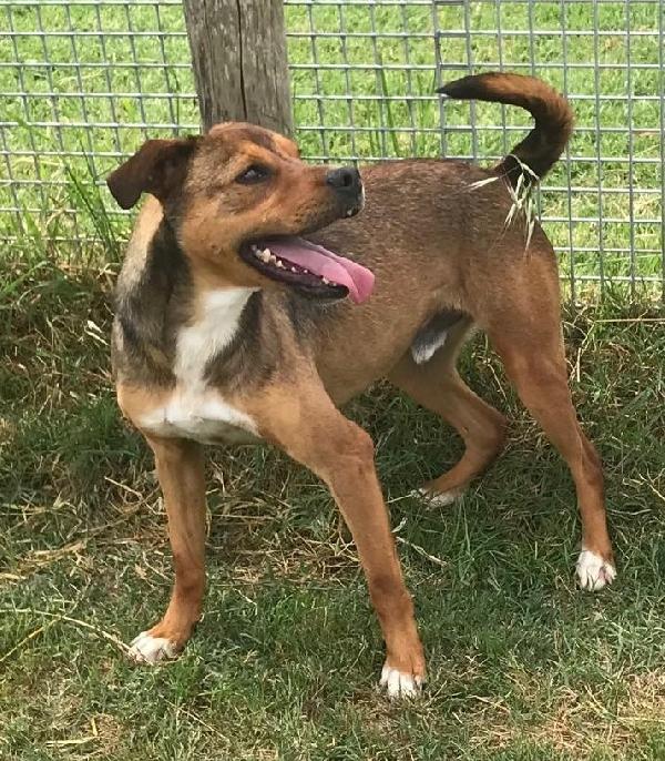 Mango, il cagnolino che si mette in posa  Foto 5